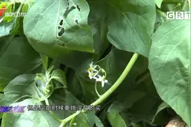 广东人做汤有一手！白花菜这样搭配，清热解毒又鲜甜|城事特搜