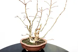 阳台小盆景 第237期 山楂落叶好整形视频封面