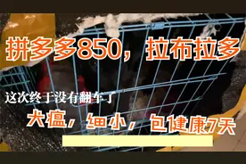 拼多多850购拉布拉多商家包7天细小犬瘟疾病健康，震惊