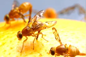 苍蝇叮咬过的食物还能不能吃？视频封面