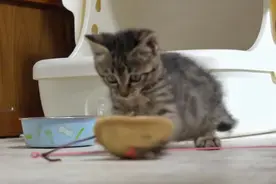 有着无法预测的激烈动作的小猫视频封面