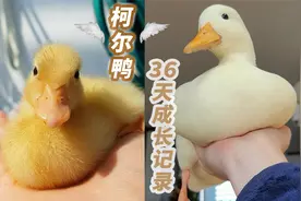 上万元的鸭子？软乎乎的超萌网红宠物柯尔鸭,36天成长逆袭记录视频封面