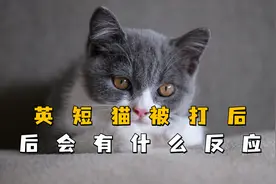 猫咪被打后的3种反应，最后一种很严重，看完你还敢揍你家猫吗？