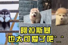 小时候的阿拉斯加也太可爱了吧(^з^)-☆毛茸茸的