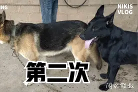 方圆十里只有一只公狗，看看这次配出个什么鬼（二）视频封面