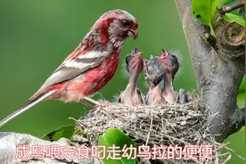 大鸟挨个喂食幼鸟，喂完后吃掉幼鸟的便便，看看怎么回事