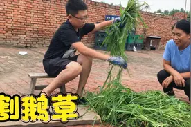 东北农村大鹅为啥冬天肥又香？原来是吃了这种草！你那里有吗？视频封面