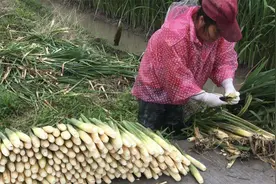 茭白的一生｜现代农业种植和收获菰[gū]笋