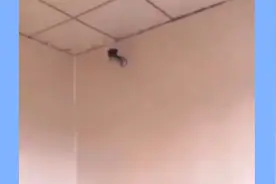 搞笑视频-你这厕所带个摄像头什么意思？难不成怕我们偷shi？视频封面