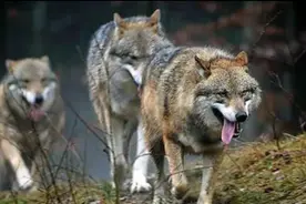 中国狼还存在吗？分布在什么地方，现在还能见狼吗