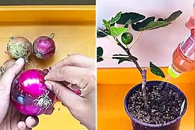 洋葱放在水里泡一泡，变成酵素用来浇花，盆里不招虫又能促进生根