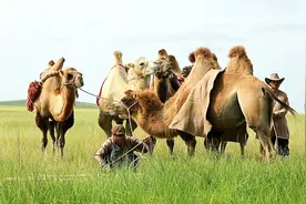 不愧是沙漠之舟，骆驼一次喝了120斤水，场面这也太壮观了视频封面