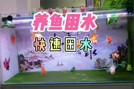 养鱼笔记第2季30集：快速困水的方法，让养鱼不再麻烦视频封面