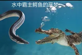 鳄鱼偷袭电鳗，却被电鳗电蒙，怎么回事那？视频封面