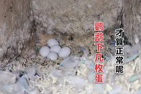 鹦鹉下几枚蛋才算正常，过多会是什么情况呢