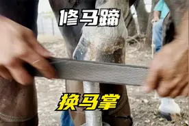 外国小哥超解压的修马蹄，换马掌全过程！