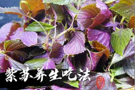 三伏天，多喝这碗“紫苏汤”，作用真的厉害，好喝又健康