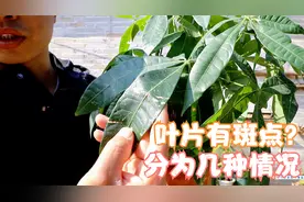 发财树叶片有斑点？区分几种情况，解决起来更有效视频封面
