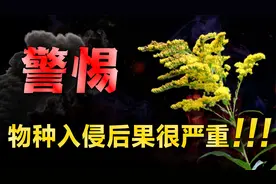 754种生物入侵中国，一枝黄花风头正劲！到底什么是入侵物种？视频封面