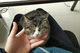 猫咪到底怕不怕狗？狸花猫用事实证明，猫真的惹不起狗子