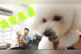 爆笑！家里来了2只小泰迪，和原住民吵的不可开交，最后谁胜谁负视频封面