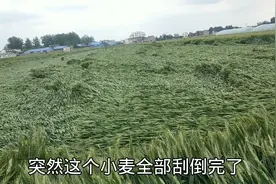 5月16号河南周口五级大风，一夜之间把小麦全部刮倒，农民真难视频封面