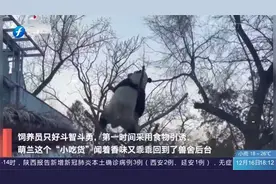 北京动物园回应大熊猫出逃事件：冒险之旅仅此一次，下不为例
