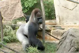 银背大猩猩打架，过程凶猛强悍，镜头记录全过程视频封面