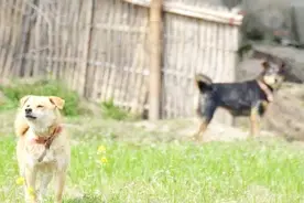 为什么“狗从不咬没见过的家人”？狗狗是怎么分辨自己人的