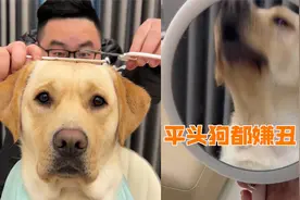 主人给狗子理发，结果剪成平头狗子不买账了，一脸嫌弃逗笑网友！