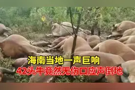 海南当地一声巨响，42头牛无伤口应声倒地，地电流为何如此恐怖？视频封面