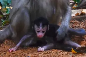 新生猴刚出生不久就在学习走路，真是厉害