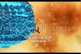 丙型肝炎病毒生命周期