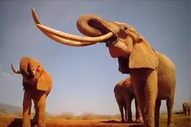 村民们割掉大象的牙齿，看起来很残忍，却是为了它的安全！