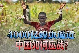 4千亿蝗虫逼近，众多国家相继沦陷！中国将如何应对？视频封面