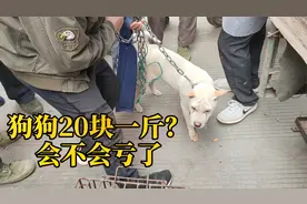 大哥到集市上卖大白狗，开价500块，最后被每斤20块买走视频封面