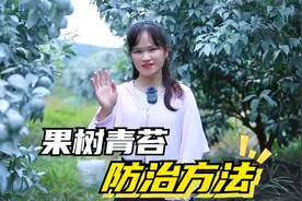 青苔防治，试试这个配方“快刀客”，青苔处理干干净净！视频封面