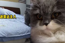 主人情绪崩溃大哭，猫咪着急来回踱步想要安慰：就差开口说话了
