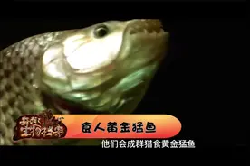 河流中居然真存在食人鱼视频封面