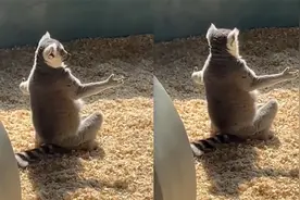 姿势霸气！狐猴张开双臂盘腿独坐晒太阳 网友：在练功了视频封面