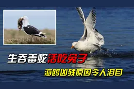 生吞毒蛇活吃兔子，携带超级细菌，海鸥凶残原因令人泪目？