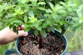 杜鹃花叶片发黄干枯，做好这两点，秋天开花一大盆