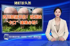 四川：全面禁止从省外违规调运生猪！公路检测站“卡口”逢猪必检