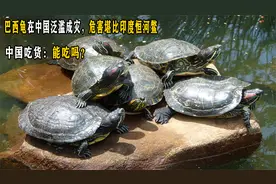 巴西龟在中国泛滥成灾，危害堪比印度恒河鳖，中国吃货：能吃吗？