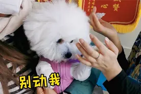 去医院做检查，狗狗既紧张又害怕一直阻挠护士给上药，太逗了视频封面