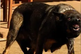 警犬“昆明犬”，不被国际认可的犬种，国犬中的“警犬之王”视频封面