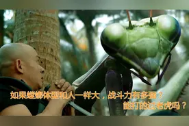 如果螳螂体型和人一样大，战斗力有多强？能打的过老虎吗？视频封面