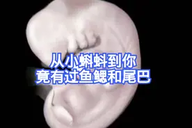 一个小蝌蚪怎样变成你，每个人竟然有过鱼鳃和蜥蜴一样的尾巴视频封面