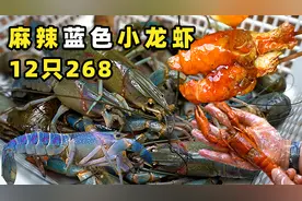 手掌一样大的蓝色小龙虾1只2两多，先油炸后爆炒12只麻辣口味268