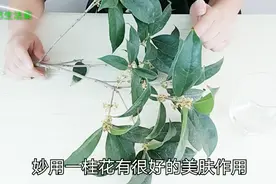 九月桂花正开，桂花泡水四大妙用，男人女人都需要，早知早受益